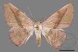 ǦW:Sarcinodes yayeyamanus