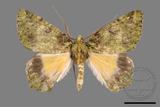 ǦW:Dindica polyphaenaris