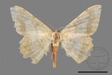 ǦW:Luxiaria mitorrhaphes