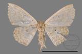 ǦW:Scopula sp.