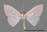 ǦW:Scopula sp.