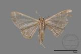 ǦW:Idaea sp.