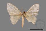 ǦW:Idaea sp.