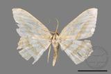 ǦW:Luxiaria obliquata