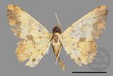 ǦW:Lophobates ochrolaria