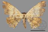 ǦW:Lophobates ochrolaria