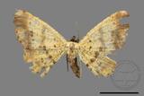 ǦW:Lophobates ochrolaria