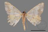 ǦW:Lophobates ochrolaria