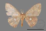 ǦW:Discoglypha locupletata