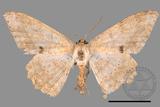 ǦW:Luxiaria mitorrhaphes