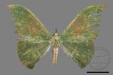 ǦW:Tanaorhinus viridiluteatus