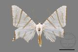 ǦW:Ourapteryx clara formosana