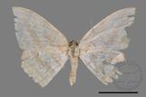 ǦW:Luxiaria obliquata