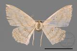 ǦW:Scopula sp.