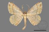 ǦW:Synegia estherodes