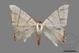 ǦW:Ourapteryx clara formosana