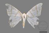 ǦW:Ourapteryx clara formosana