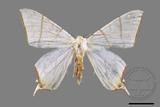 ǦW:Ourapteryx clara formosana