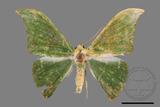 ǦW:Tanaorhinus viridiluteatus