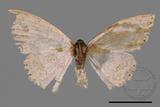 ǦW:Scopula formosana