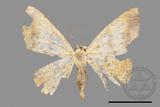 ǦW:Lophobates ochrolaria