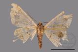 ǦW:Macaria abydata