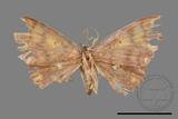 ǦW:Discoglypha locupletata