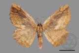 ǦW:Phthonandria atrilineata cuneilinearia