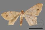 ǦW:Macaria abydata