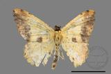 ǦW:Lophobates ochrolaria