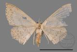 ǦW:Scopula sp.