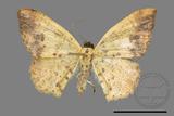 ǦW:Lophobates ochrolaria