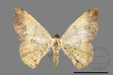 ǦW:Lophobates ochrolaria