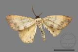 ǦW:Lophobates ochrolaria