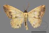 ǦW:Lophobates ochrolaria