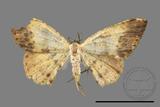 ǦW:Lophobates ochrolaria