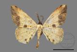 ǦW:Lophobates ochrolaria