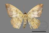 ǦW:Lophobates ochrolaria