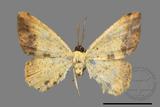 ǦW:Lophobates ochrolaria