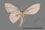 ǦW:Scopula sp.