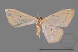 ǦW:Scopula sp.