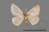 ǦW:Scopula sp.