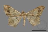 ǦW:Macaria abydata