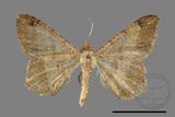 ǦW:Macaria abydata