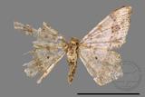 ǦW:Macaria abydata