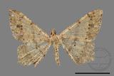 ǦW:Macaria abydata