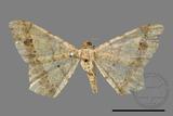 ǦW:Macaria abydata