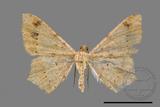 ǦW:Macaria abydata