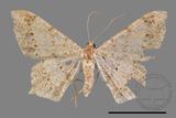 ǦW:Macaria abydata