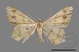 ǦW:Macaria abydata